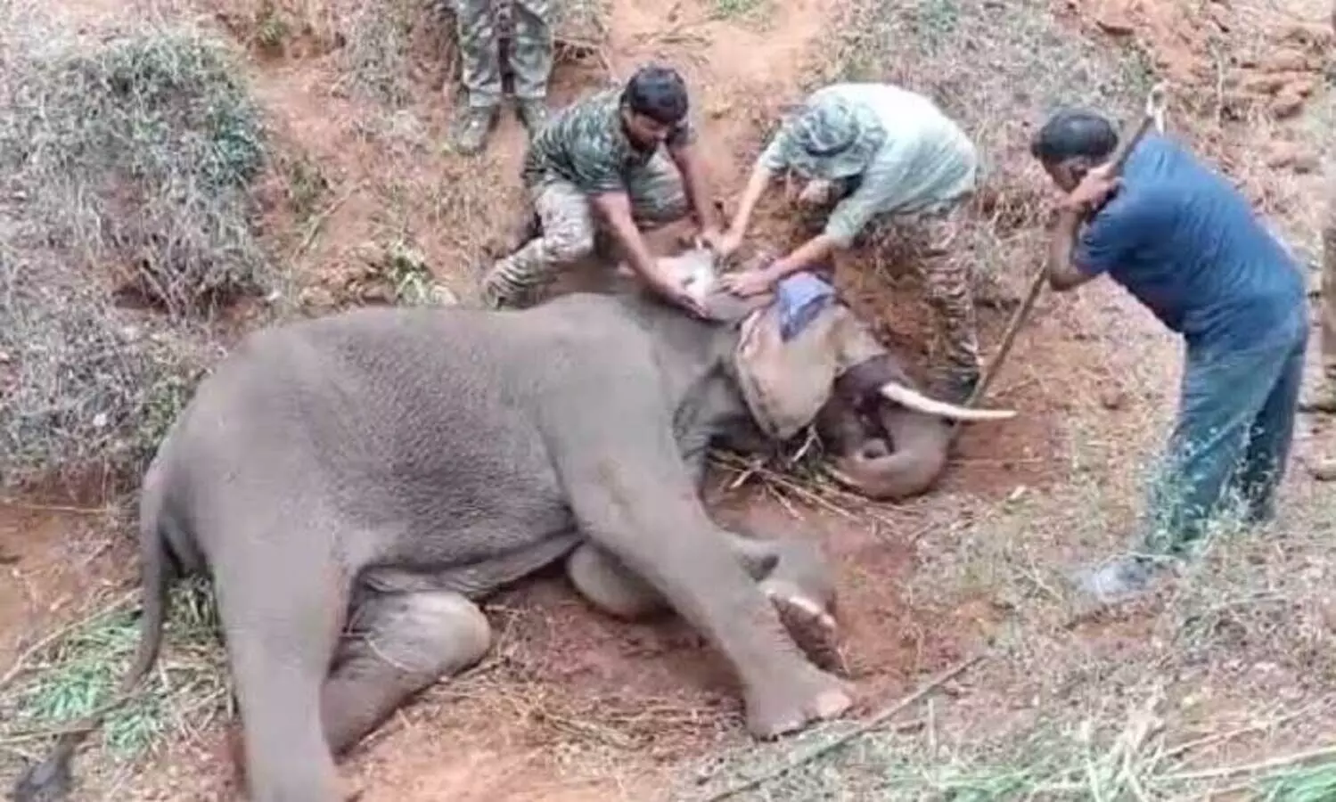 പരിക്കേറ്റ കാട്ടുകൊമ്പൻ ആനക്കട്ടിക്ക്​ സമീപം ചെരിഞ്ഞു