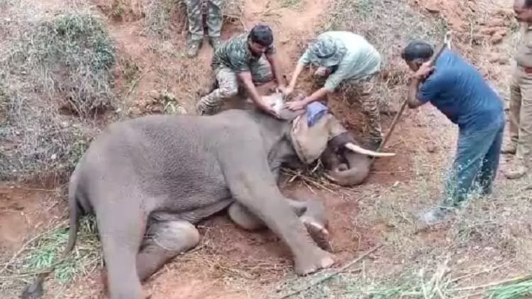 പരിക്കേറ്റ കാട്ടുകൊമ്പൻ ആനക്കട്ടിക്ക്​ സമീപം ചെരിഞ്ഞു