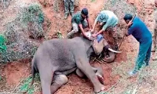 ആനക്കട്ടിക്ക്​ സമീപം പരിക്കേറ്റ കാട്ടുകൊമ്പൻ ചെരിഞ്ഞു