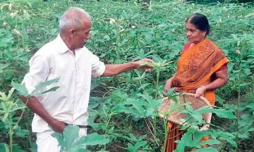 ത​രി​ശു​ഭൂ​മി​യി​ൽ വെ​ണ്ട​ കൃ​ഷി: വി​ജ​യ​ഗാ​ഥ​യു​മാ​യി ദ​മ്പ​തി​ക​ൾ