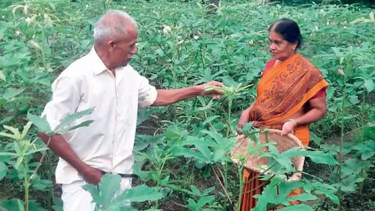 ത​രി​ശു​ഭൂ​മി​യി​ൽ വെ​ണ്ട​ കൃ​ഷി: വി​ജ​യ​ഗാ​ഥ​യു​മാ​യി ദ​മ്പ​തി​ക​ൾ