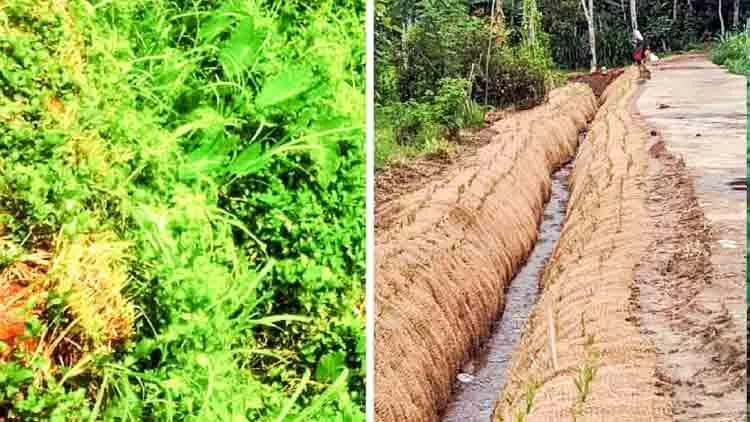 കയർ ഭൂവസ്ത്രമണിഞ്ഞ്​ തൊപ്പിപ്പാള–കാഞ്ഞിരംപടി തോട്