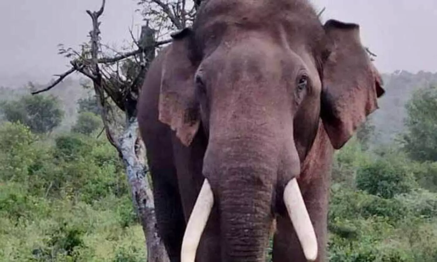 ചക്കയോടൊ​ട്ടി കുഞ്ഞിക്കുട്ടൻ, ചങ്കായി മാറി വനപാലകർ..