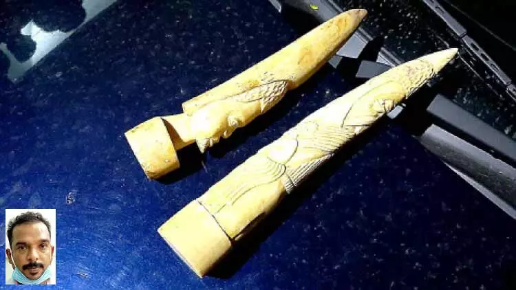 15 ലക്ഷത്തിെൻറ ആനക്കൊമ്പ് ശിൽപവുമായി യുവാവ് പിടിയിൽ 15 ലക്ഷത്തിെൻറ ആനക്കൊമ്പ് ശിൽപവുമായി യുവാവ് പിടിയിൽ