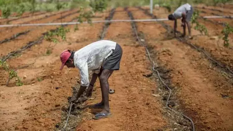 പി.എം കിസാൻ പദ്ധതിയിൽ ആനുകൂല്യം ലഭിക്കാതെ 1.5 കോടി കർഷകർ