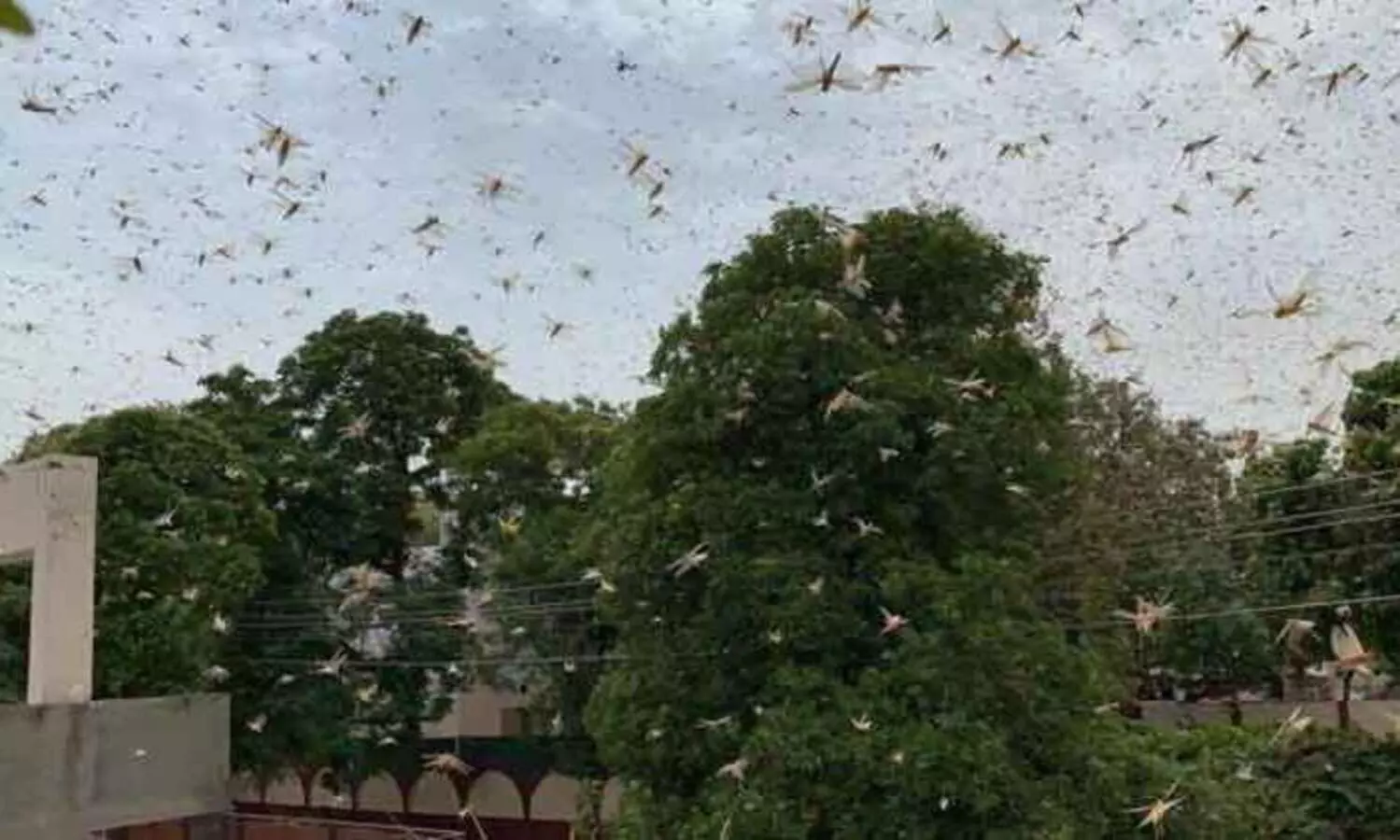 ഗുരുഗ്രാമിൽ വെട്ടുക്കിളി ആക്രമണം രൂക്ഷം; ഡൽഹിയിൽ കനത്ത ജാ​ഗ്രത