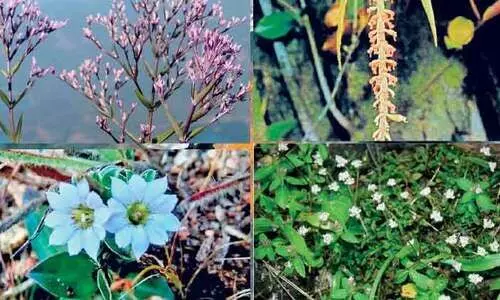 പശ്ചിമഘട്ട മലനിരകളിൽ നിന്ന്​ നാലു പുതിയ സസ്യങ്ങൾ