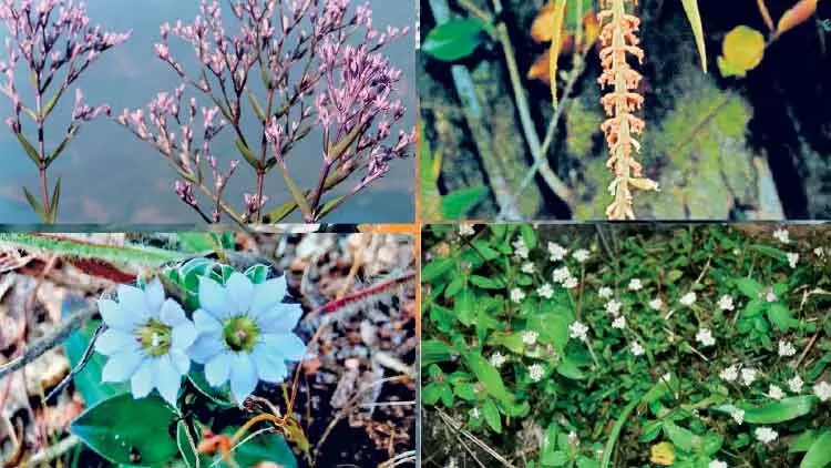 പശ്ചിമഘട്ട മലനിരകളിൽ നിന്ന്​ നാലു പുതിയ സസ്യങ്ങൾ