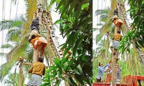 തെങ്ങിൽ തലകീഴായി തൊഴിലാളി​; സാഹസികമായി രക്ഷിച്ച്​ നാട്​