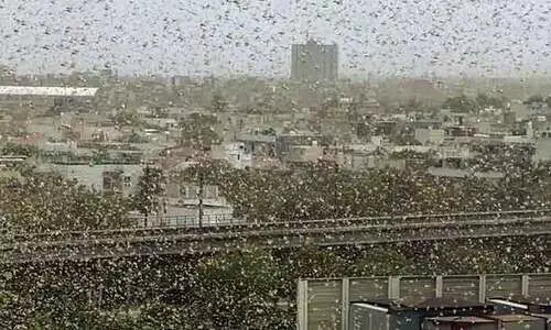 കോവിഡിനൊപ്പം ഡൽഹിയിൽ വെട്ടുകിളി ഭീതിയും; കനത്ത ജാഗ്രത നിർദേശം