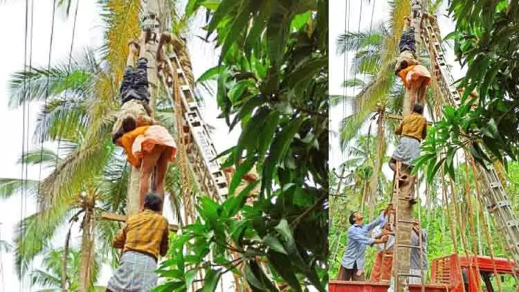 തെങ്ങിൽ തലകീഴായി തൊഴിലാളി; സാഹസികമായി രക്ഷിച്ച് നാട് തെങ്ങിൽ തലകീഴായി തൊഴിലാളി; സാഹസികമായി രക്ഷിച്ച് നാട്