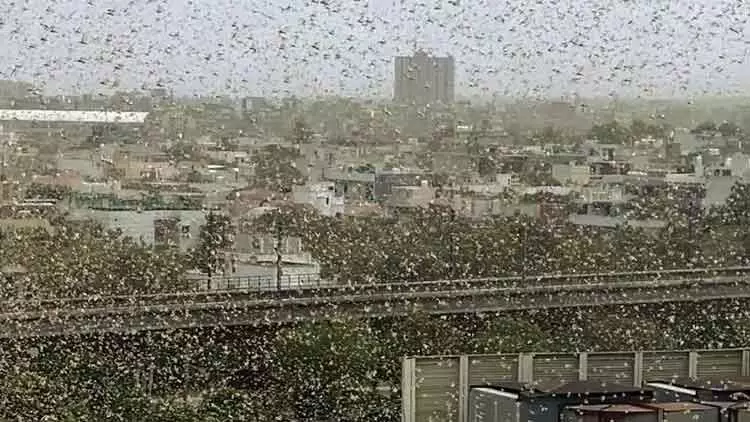 കോവിഡിനൊപ്പം ഡൽഹിയിൽ വെട്ടുകിളി ഭീതിയും; കനത്ത ജാഗ്രത നിർദേശം