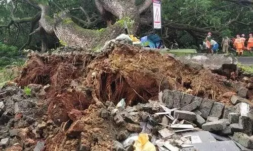 മരം വീണ്​ കോഴിക്കോട്​-വയനാട്​ ദേശീയപാതയിൽ ഗതാഗത തടസം