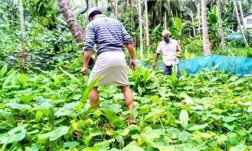 കൂട്ടായ്​മയിൽ വിളഞ്ഞത്​ നൂറ് മേനി