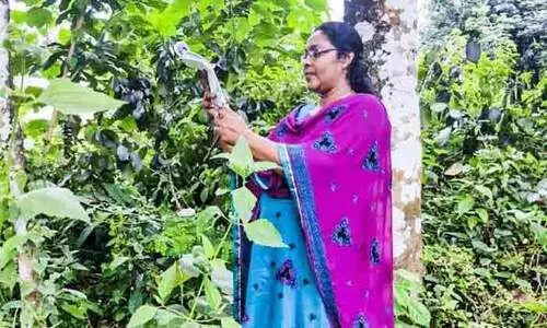 നെറ്റ്​വർക്കിന്​ ഷൈനു ടീച്ചർക്ക്​ ആശ്രയം റബർതോട്ടം