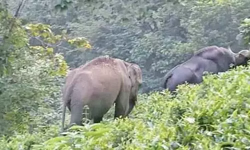കാട്ടാനയെ തുരത്തുന്നതിനിടെ വീണ്​ സെക്യൂരിറ്റി ജീവനക്കാരന് പരിക്ക്