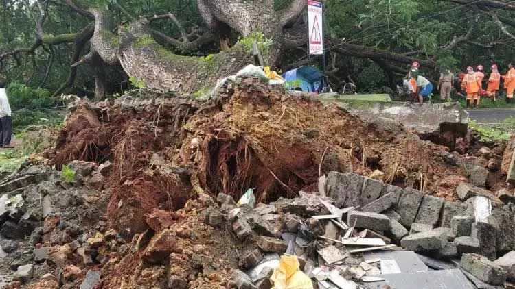 മരം വീണ്​ കോഴിക്കോട്​-വയനാട്​ ദേശീയപാതയിൽ ഗതാഗത തടസം