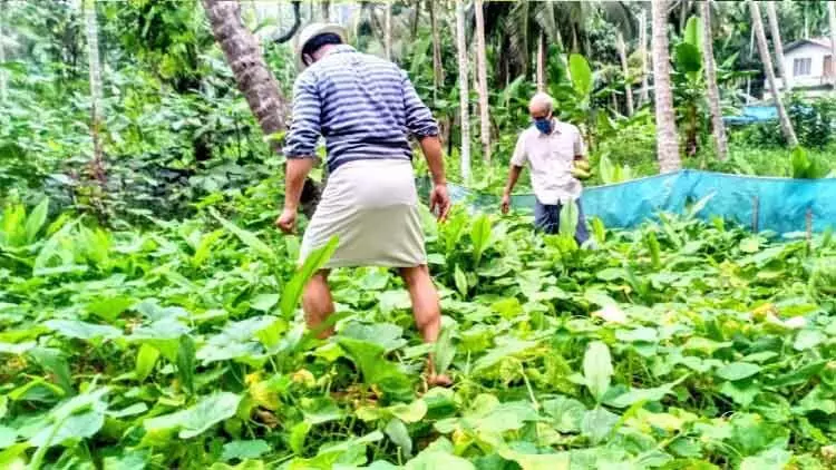 കൂട്ടായ്മയിൽ വിളഞ്ഞത് നൂറ് മേനി കൂട്ടായ്മയിൽ വിളഞ്ഞത് നൂറ് മേനി