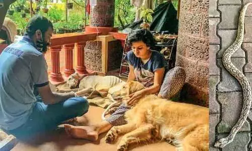 ഭഗീര ജീവിതത്തിലേക്ക് മടങ്ങി; കണ്ണടക്കാതെ അടുത്തുണ്ട് അകീലയും ജിപ്സിയും