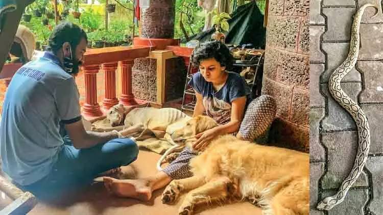 ഭഗീര ജീവിതത്തിലേക്ക് മടങ്ങി; കണ്ണടക്കാതെ അടുത്തുണ്ട് അകീലയും ജിപ്സിയും