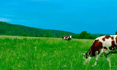 തൊഴിലവസരങ്ങൾക്ക്​ പഞ്ഞമില്ലാത്ത മൃഗസംരക്ഷണ മേഖല