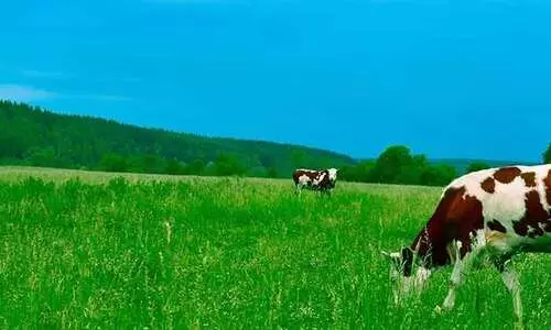 തൊഴിലവസരങ്ങൾക്ക്​ പഞ്ഞമില്ലാത്ത മൃഗസംരക്ഷണ മേഖല