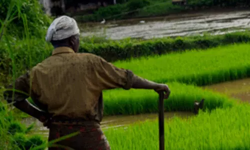 സുഭിക്ഷകേരളത്തിന്​ തിരിച്ചടി; കടകളിൽ യൂറിയ കിട്ടാനില്ല