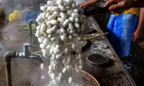 മൂന്നു ദശകത്തിന് ശേഷം കശ്മീർ പട്ടിന്‍റെ പറുദീസയാകുന്നു