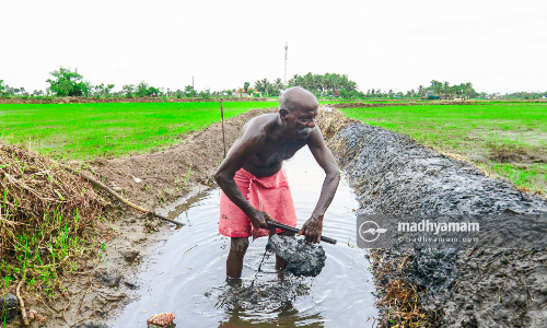 വിളയട്ടെ പൊൻകതിർ .....