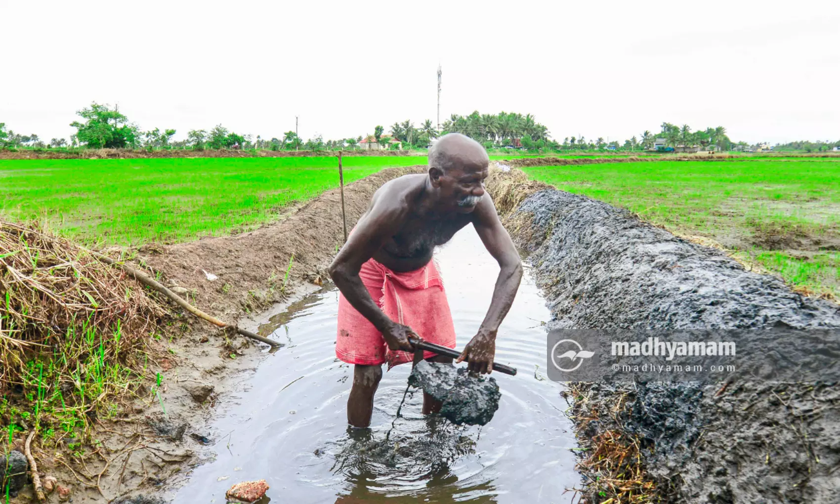 വിളയട്ടെ പൊൻകതിർ ..... വിളയട്ടെ പൊൻകതിർ .....