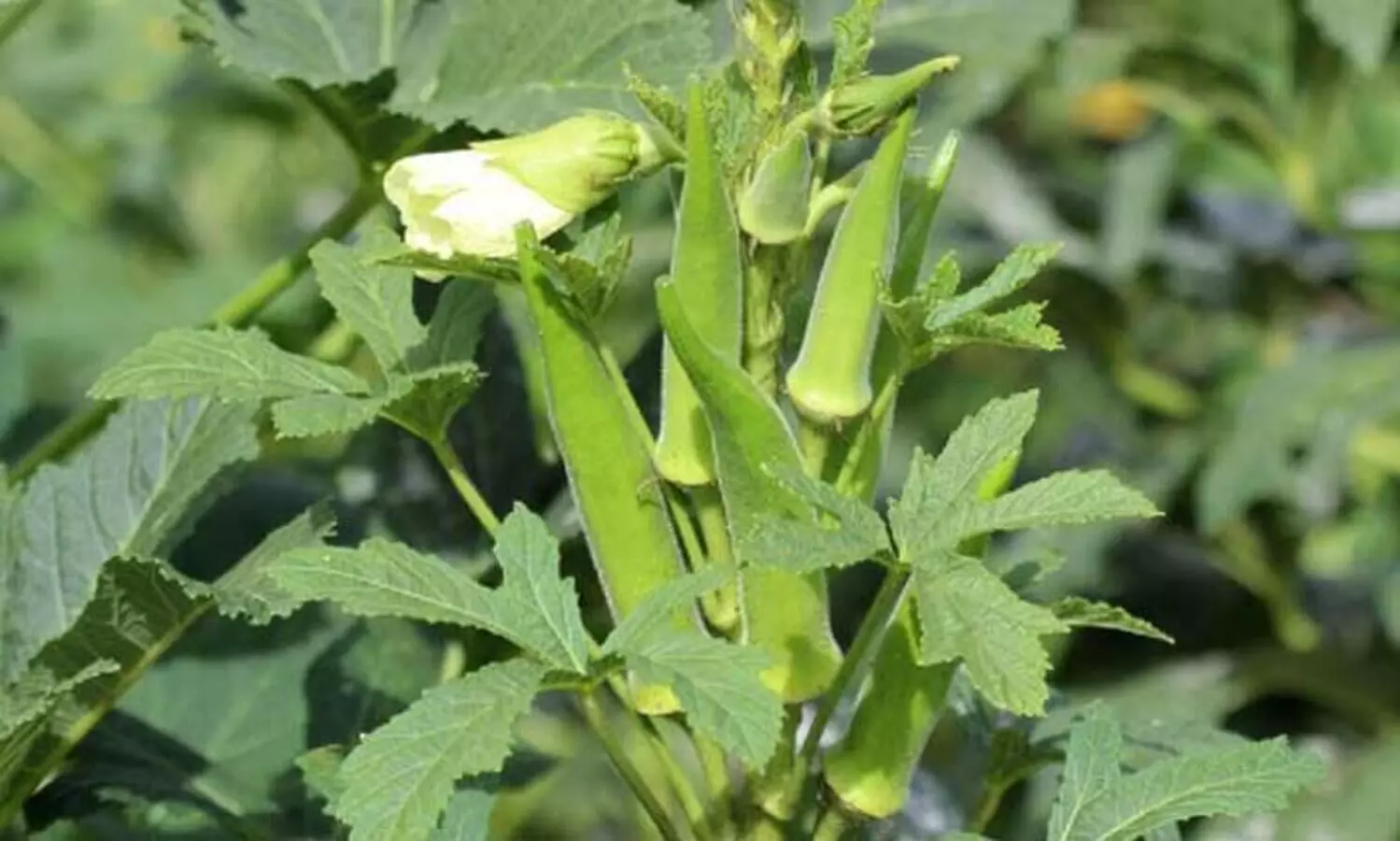 മഴക്കാലമല്ലേ; പച്ചക്കറി കൃഷിയിൽ ഇത്തിരി ശ്രദ്ധ വേണം