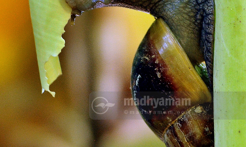 വലച്ചല്ലോ ഒച്ച്...