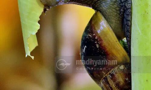 വലച്ചല്ലോ ഒച്ച്...