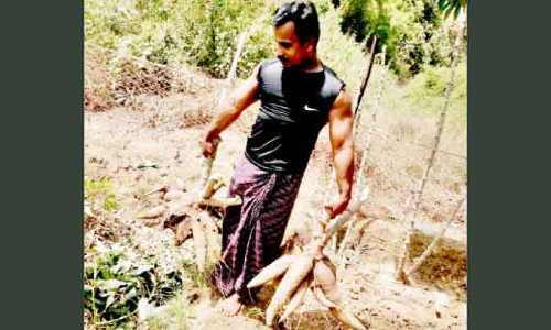 പ്ര​വാ​സ​ലോ​ക​ത്തെ ക​ർ​ഷ​ക​ശ്രീ​യാ​യി മു​ഹ​മ്മ​ദ്​ ബ​ഷീ​ർ