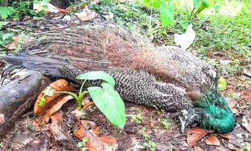 peacock death