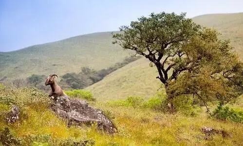 നീലമലകളിലാകെ കുറിഞ്ഞി വസന്തം; പ്രവേശനം  പ​ക്ഷേ, രാജമലയിൽ മാത്രം