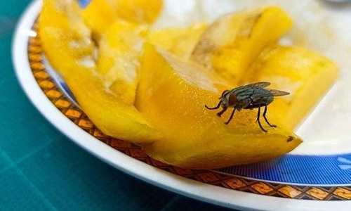 ഇൗച്ച ശല്യം ഇനിയില്ല