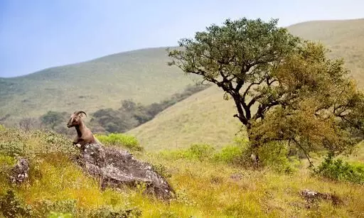 നീലമലകളിലാകെ കുറിഞ്ഞി വസന്തം; പ്രവേശനം പക്ഷേ, രാജമലയിൽ മാത്രം നീലമലകളിലാകെ കുറിഞ്ഞി വസന്തം; പ്രവേശനം പക്ഷേ, രാജമലയിൽ മാത്രം