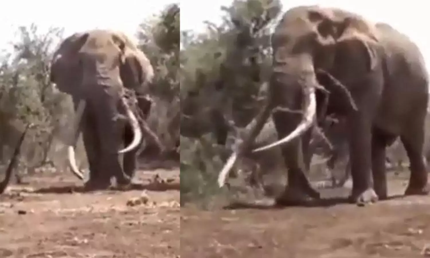 8000 കിലോയുള്ള താൻസാനിയായിലെ മാമ്മത്ത്​; ഒരൊന്നൊന്നര വരവ്​ കണ്ടോ