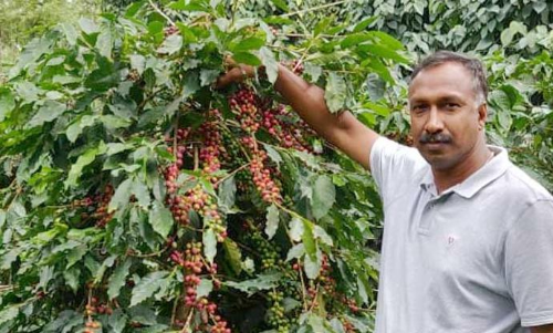 പ്രതീക്ഷയുടെ തണലിൽ പച്ചപിടിച്ച്​ റോയ്​സ്​ കാപ്പി
