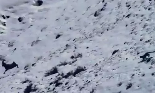 അവിടുന്നും തലേം കുത്തി തലേം കുത്തി-നിശ്​ചയദാർഢ്യത്തിൽ യവൻ പുലിയാണ്​ കേട്ടാ