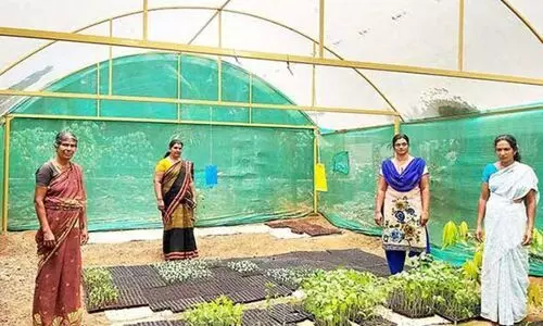 ശ്രീലയത്തിലെ ശീതകാല പച്ചക്കറികൾ