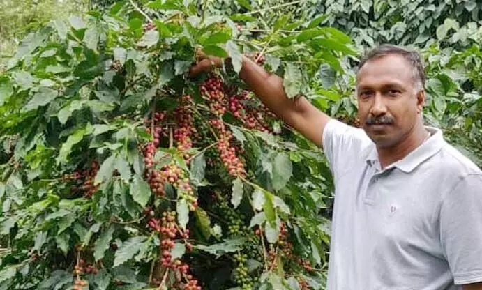 പ്രതീക്ഷയുടെ തണലിൽ പച്ചപിടിച്ച് റോയ്സ് കാപ്പി പ്രതീക്ഷയുടെ തണലിൽ പച്ചപിടിച്ച് റോയ്സ് കാപ്പി