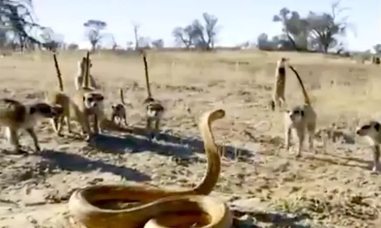 ഞാനൊറ്റക്ക്, അവന്മാർ പത്തുേപർ- കാട്ടിൽ മൂർഖനും കീരികളുമായൊരു കബഡി കളി ഞാനൊറ്റക്ക്, അവന്മാർ പത്തുേപർ- കാട്ടിൽ മൂർഖനും കീരികളുമായൊരു കബഡി കളി