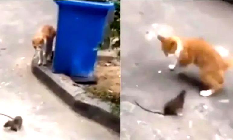 എലിയെ പേടിച്ചോടുന്ന പൂച്ച; കാണാം ഒരു ടോം ആൻഡ് ജെറി കളി എലിയെ പേടിച്ചോടുന്ന പൂച്ച; കാണാം ഒരു ടോം ആൻഡ് ജെറി കളി