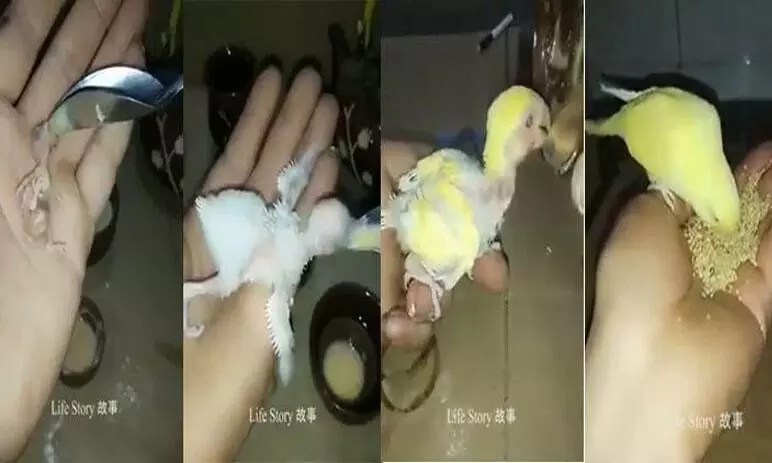 അമ്മക്കിളി ഇല്ലാതായപ്പോൾ ആ കൈകൾ കരുതലായി; മുട്ടയിൽ നിന്ന് വിരിഞ്ഞ് കുഞ്ഞിക്കിളി പറക്കുന്നത് കാണാം അമ്മക്കിളി ഇല്ലാതായപ്പോൾ ആ കൈകൾ കരുതലായി; മുട്ടയിൽ നിന്ന് വിരിഞ്ഞ് കുഞ്ഞിക്കിളി പറക്കുന്നത് കാണാം