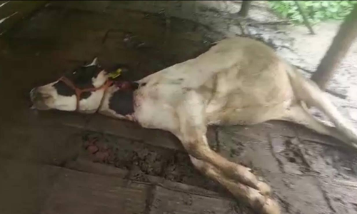 പുൽപള്ളിയിൽ കടുവ പശുക്കിടാവിനെ കൊന്നു