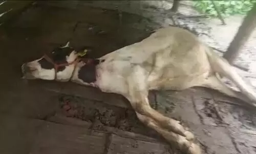 പുൽപള്ളിയിൽ കടുവ പശുക്കിടാവിനെ കൊന്നു