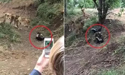 ഹണി ബാജറിനോടാണോടാ കളി-സിംഹക്കൂട്ടത്തെ തുരത്തി ഇത്തിരിക്കുഞ്ഞന്മാർ