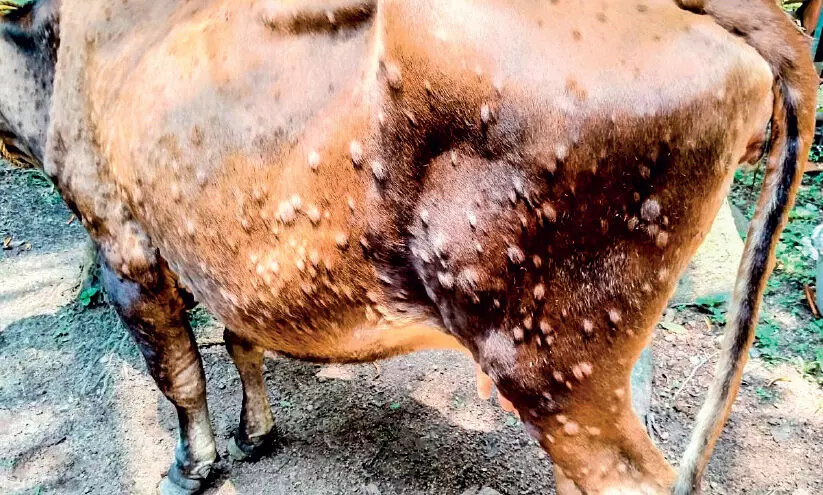 മലപ്പുറം ജില്ലയിൽ പശുക്കൾക്ക് ചർമ മുഴ രോഗം വ്യാപിക്കുന്നു മലപ്പുറം ജില്ലയിൽ പശുക്കൾക്ക് ചർമ മുഴ രോഗം വ്യാപിക്കുന്നു